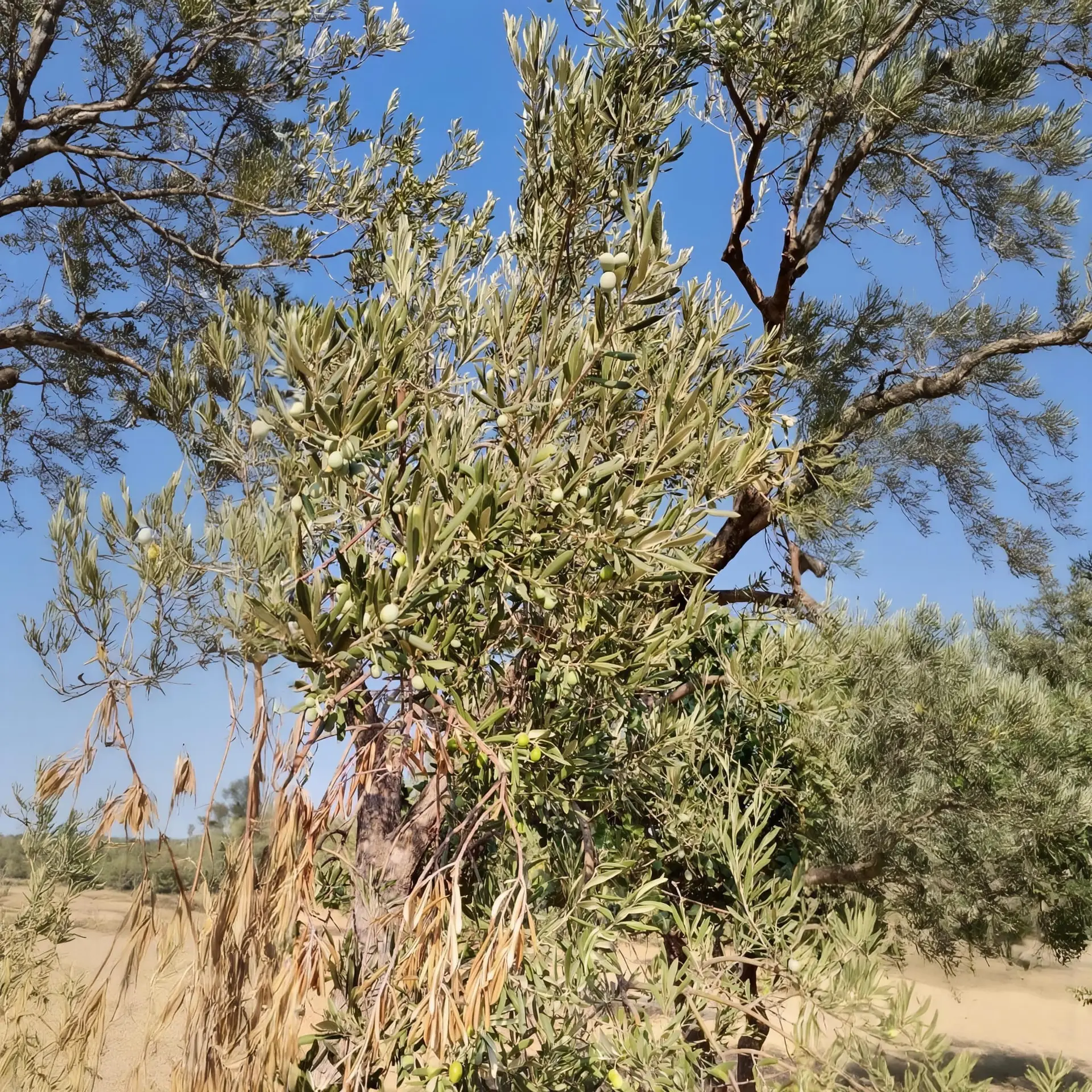 WhatsApp Image 2026-01-30 at 15.20.36